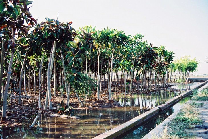 Plantación de árboles de vivero regada por la Real Acequia de Moncada